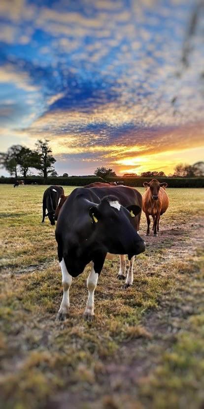 New Farm Cheshire Holidays Winsford  Eksteriør bilde